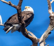 2016 11 21 RedWingEagles 012